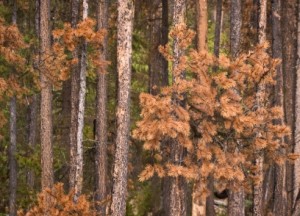 Are Your Pines, Spruce or Other Evergreens Looking Bad? Read about Winter Watering on Tree Service Castle Rock treecare blog >>