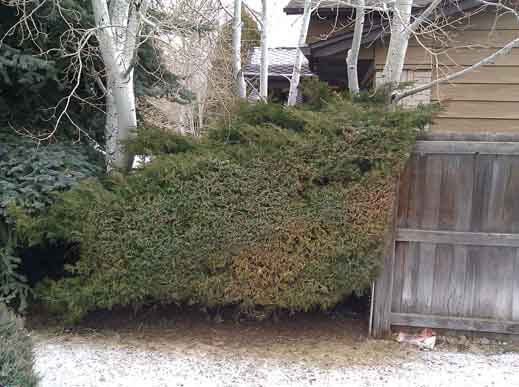 Juniper Bush Trimming do's and don't's on Tree Service Castle Rock tree care blog >>